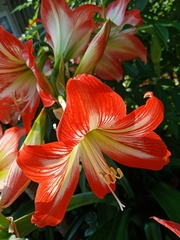 Hippeastrum striatum