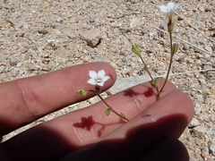 Gilia sinuata