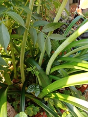 Hippeastrum striatum