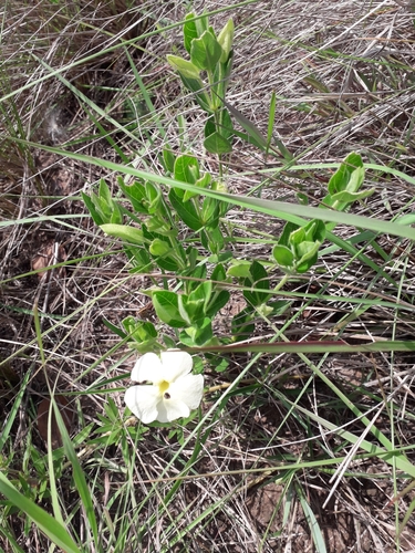 Image of Thunbergia atriplicifolia by (c) Janet Gates, some rights reserved (CC BY-SA)
