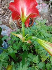 Hippeastrum striatum