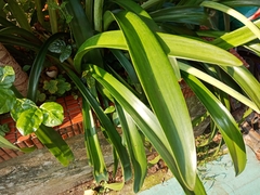 Hippeastrum striatum