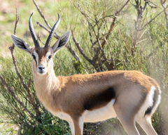 Dorcas Gazelle photo 4