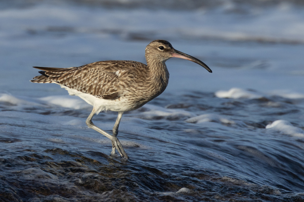 중부리도요 from Anza 80000, Morocco on 2024년 02월 25일... 오전 by Victor Beccari · iNaturalist 중부리도요 (Numenius phaeopus)