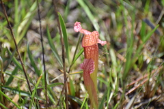 Sarracenia