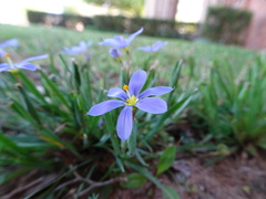 Sisyrinchium