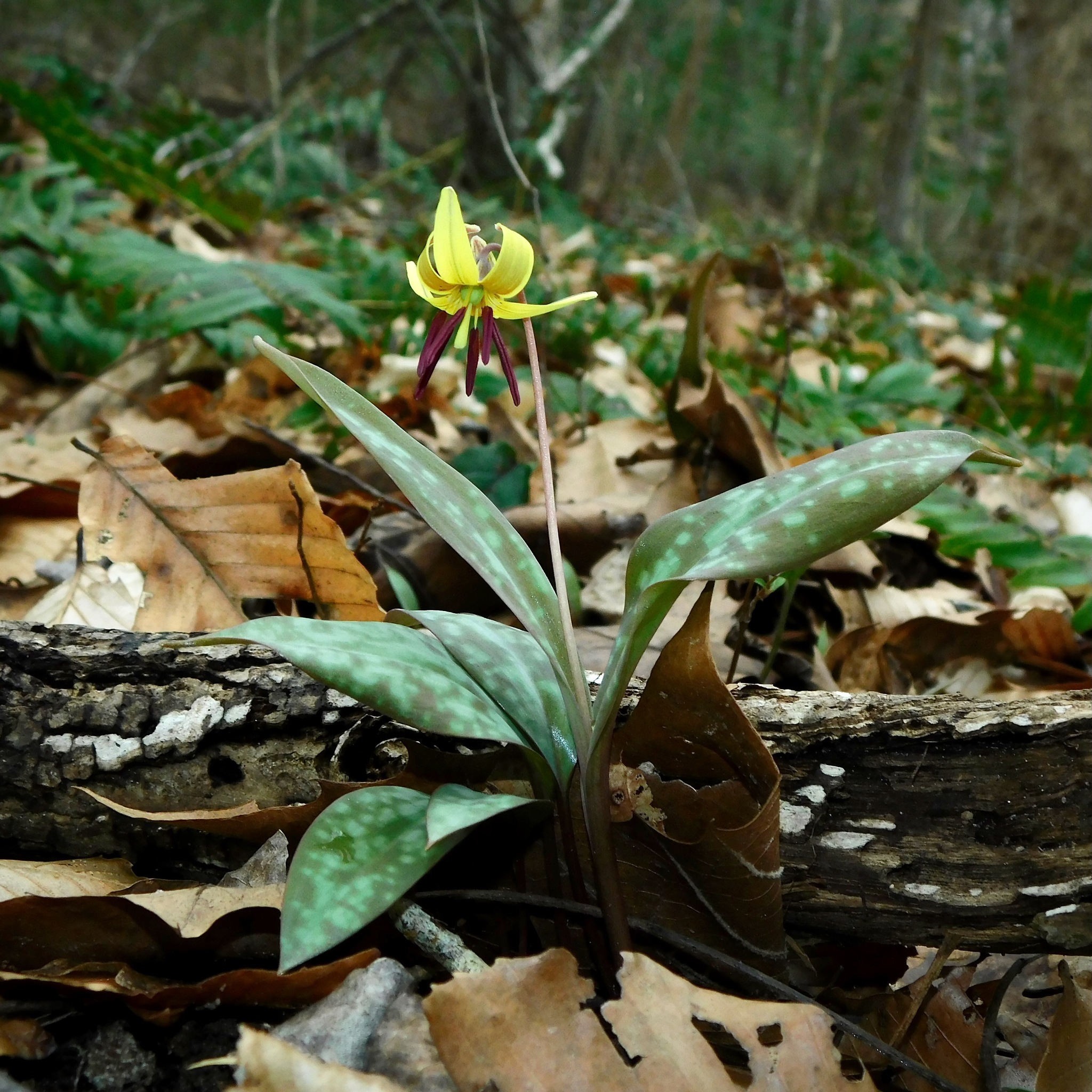Erythronium umbilicatum