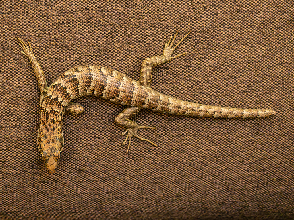 Garnier's Giant Skink
