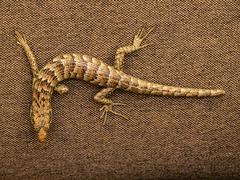 Garnier's Giant Skink photo 2