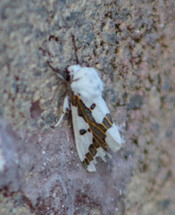 Euerythra phasma