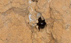 Anthophora plumipes