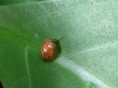 Hemisphaerius formosus