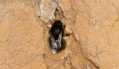 Anthophora plumipes