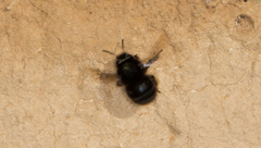 Anthophora plumipes