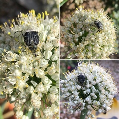 Trichiotinus texanus