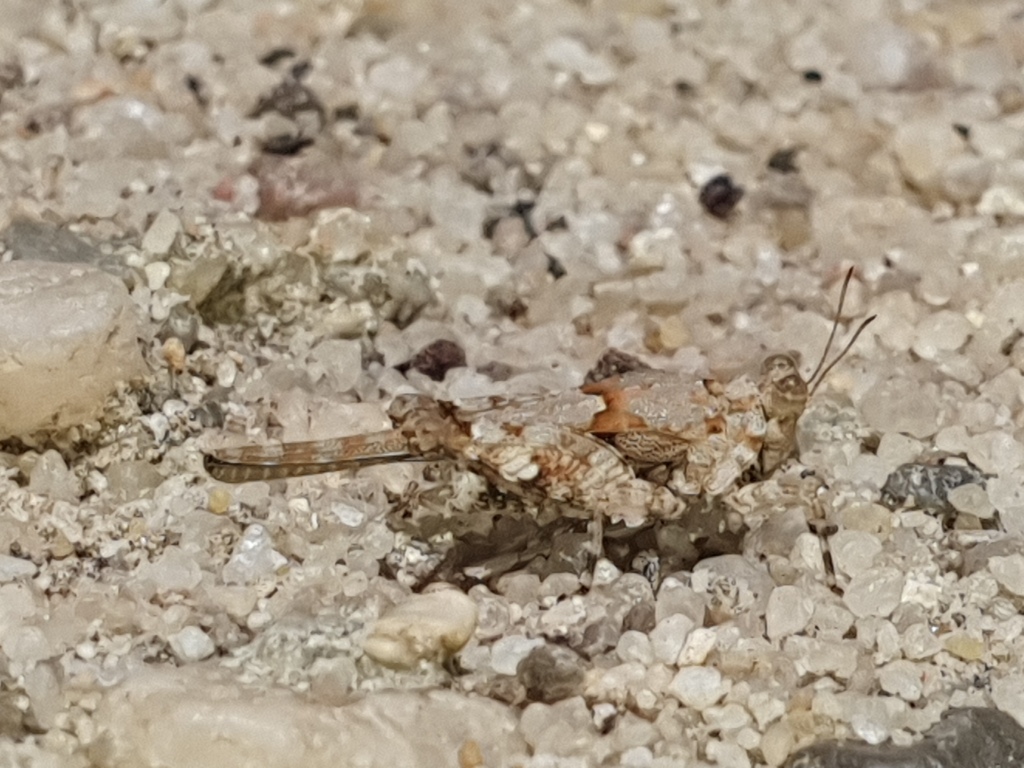 Madagascar Flatpaw Pygmy Grasshopper