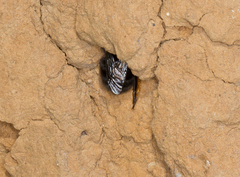 Anthophora plumipes