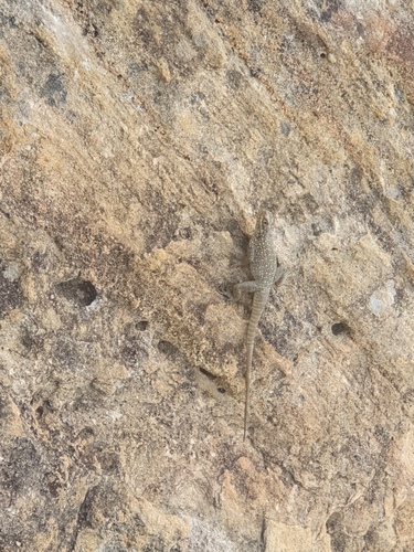 Dumeril's Madagascar spiny-tailed iguana, Oplurus quadrimaculatus