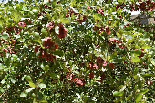 Terminalia tropophylla (Terminalia tropophylla)