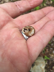 Triodopsis tridentata