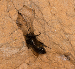 Anthophora plumipes