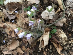Hepatica americana