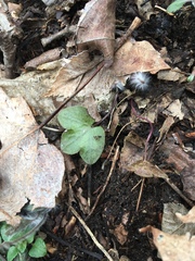 Hepatica americana