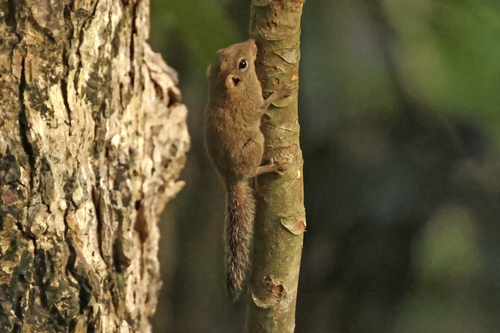 Least Pygmy Squirrel
