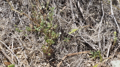 Nemophila pedunculata