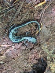 Plethodon chlorobryonis