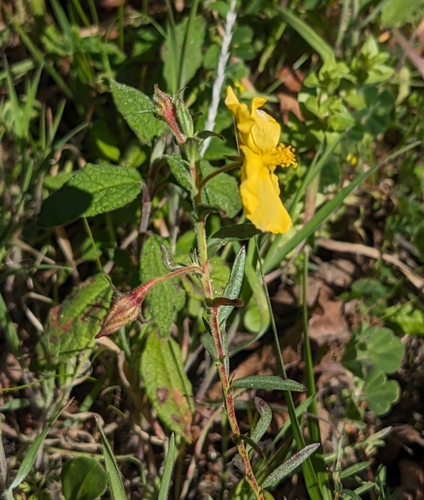 Image of Fumana arabica by (c) Denis Otkydach, some rights reserved (CC BY)