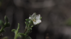 Nemophila pedunculata