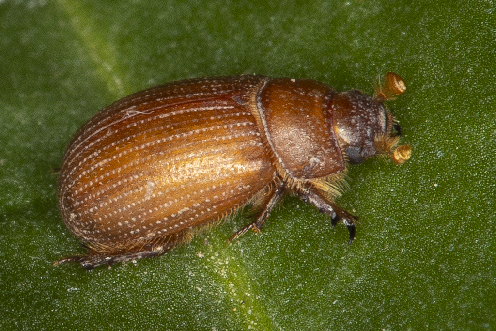 Enigmatic Scarab Beetles