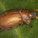 Enigmatic Scarab Beetles - Photo (c) John L. Richards, some rights reserved (CC BY-NC), uploaded by John L. Richards