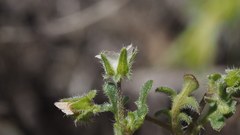 Nemophila pedunculata