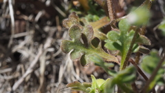 Nemophila pedunculata
