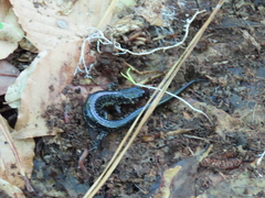 Plethodon chlorobryonis