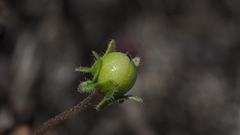 Nemophila pedunculata