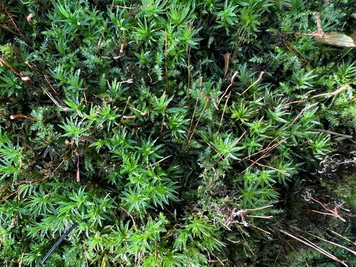 Atrichum cylindricum, 2024-02-25