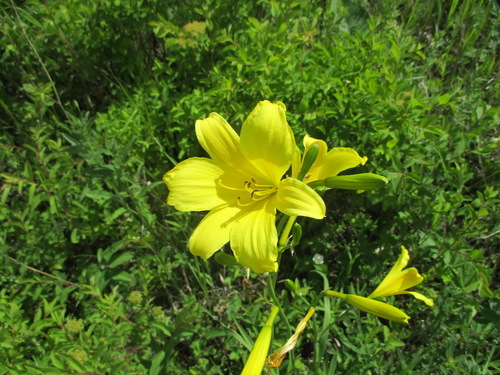 Small daylily