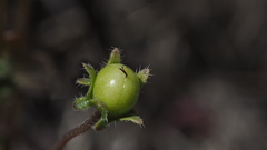 Nemophila pedunculata