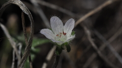 Nemophila pedunculata