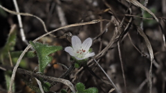 Nemophila pedunculata