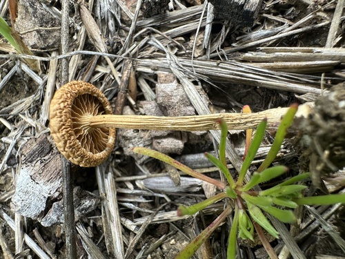 iNaturalist observation photo of Common Fieldcap
