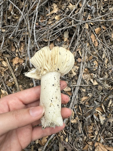 iNaturalist observation photo of brittlegills