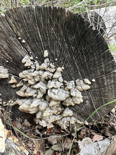 iNaturalist observation photo of hairy curtain crust