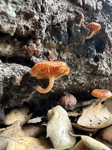 iNaturalist observation photo of Twiglets