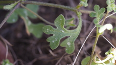 Nemophila pedunculata