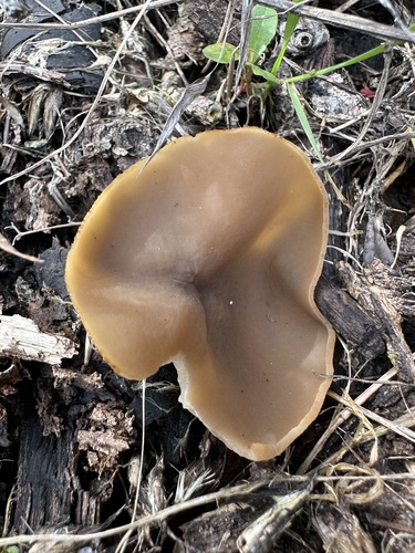 iNaturalist observation photo of Cups