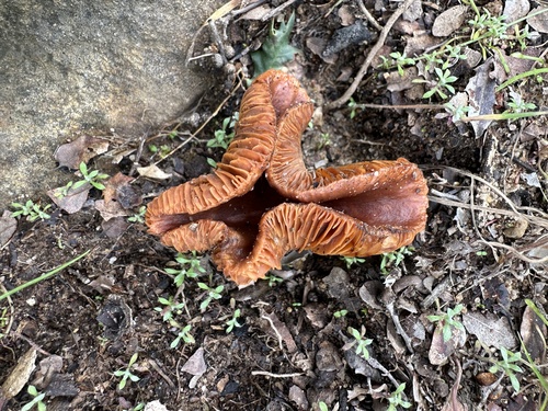 iNaturalist observation photo of Common Gilled Mushrooms and Allies